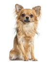 Chihuahua sitting, isolated