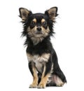 Chihuahua Royalty Free Stock Photo