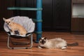 Chihuahua is sitting on pet chair and cat is lying  on the floor Royalty Free Stock Photo