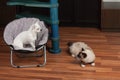 Chihuahua is sitting on pet chair and cat is lying  on the floor Royalty Free Stock Photo