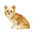 Chihuahua sitting on a white background