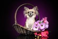 Chihuahua sitting in a wicker basket