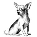 Chihuahua sketch hand drawn in doodle style Vector illustration Royalty Free Stock Photo