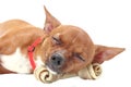 Chihuahua sleeping with dogbone