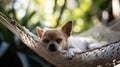 Chihuahua Sleeping Peacefully in Hammock