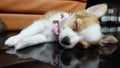 Sleep Chihuahua, small dog, bleed