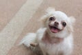 Chihuahua small dog happy smile