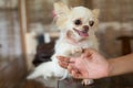Chihuahua small dog happy smile, pet wounded