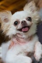 Chihuahua small dog happy smile