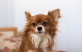 chihuahua. A small dog. The dog is sitting on a bed. The dog obeys commands. Fluffy dog. Red-haired Chihuahua. The dog is sitting Royalty Free Stock Photo