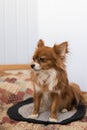 chihuahua. A small dog. The dog is sitting on a bed. The dog obeys commands. Fluffy dog. Red-haired Chihuahua. The dog is sitting Royalty Free Stock Photo