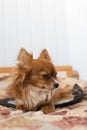 chihuahua. A small dog. The dog is sitting on a bed. The dog obeys commands. Fluffy dog. Red-haired Chihuahua. The dog is sitting Royalty Free Stock Photo