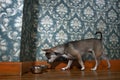 Chihuahua sniffing dog bowl Royalty Free Stock Photo