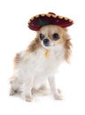 Chihuahua and sombrero Royalty Free Stock Photo