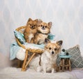 Chihuahua and spitz dogs sitting on chair in studio, portrait Royalty Free Stock Photo