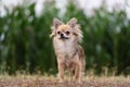 Chihuahua standing on dry grass Royalty Free Stock Photo