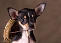Chihuahua with Straw Hat