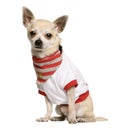 Chihuahua in striped shirt sitting