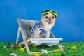 Chihuahua in striped vest on holiday