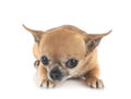 chihuahua in studio Royalty Free Stock Photo