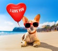 Chihuahua summer dog Royalty Free Stock Photo