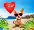 Chihuahua summer dog Royalty Free Stock Photo