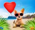 Chihuahua summer dog Royalty Free Stock Photo