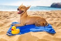 Chihuahua summer dog Royalty Free Stock Photo