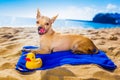 Chihuahua summer dog Royalty Free Stock Photo