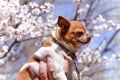 Chihuahua surrounded by blooming sakura. Adorable small dog on flower background Royalty Free Stock Photo