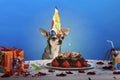 Chihuahua at table wearing birthday hat Royalty Free Stock Photo