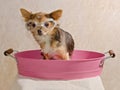 Chihuahua taking a bath wearing goggles