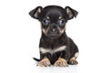 Chihuahua and toy terrier mixed-breed puppy Royalty Free Stock Photo
