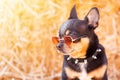 Chihuahua tricolor profile. A dog in glasses and a collar on a background of straw