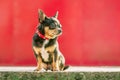 Chihuahua tricolor on a red background. Profile of a dog in a collar