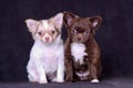 Chihuahua two long-haired white and brown puppies studio portrait on black background Royalty Free Stock Photo