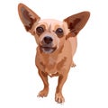Chihuahua. Vector illustration of small dog