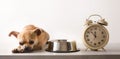 Chihuahua waiting bored for lunch next his bowl and clock Royalty Free Stock Photo