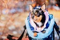 Dog in a pet carrier bag. Chihuahua for a walk in a bag in winter or autumn Royalty Free Stock Photo