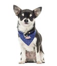 Chihuahua wearing a bandana collar, sitting, isolated