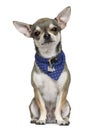 Chihuahua wearing blue handkerchief