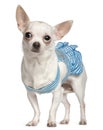 Chihuahua, wearing blue striped Royalty Free Stock Photo