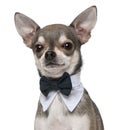 Chihuahua wearing bowtie, 3 years old Royalty Free Stock Photo