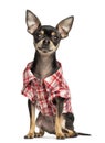 Chihuahua wearing a check shirt, 18 months old