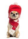 Chihuahua wearing christmas hat and scarf, sitting