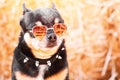 Chihuahua wearing glasses and collar with spikes. A cute fashionable dog of a small breed, pet