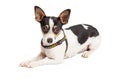 Chihuahua Wearing Harness Laying Royalty Free Stock Photo