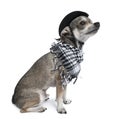 Chihuahua wearing a hat looking up