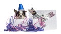 Chihuahua wearing a party hat in a present box