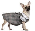 Chihuahua wearing plaid dress, 1 year old Royalty Free Stock Photo